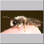 Andrena vaga - Weiden-Sandbiene m03.jpg